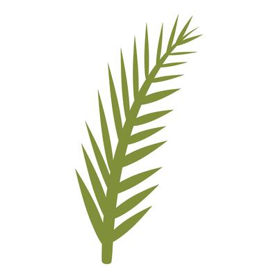 Green palm leaf growing upwards on white background