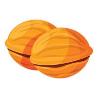 Two whole walnuts in shell lying close together vector
