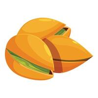Pistachio nuts showing green seed inside shell vector