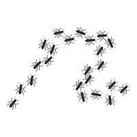 Colony of ants marching in different directions on white background vector