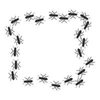 Black ants forming a square shape on white background vector