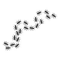 Black ants marching in a winding line on white background vector