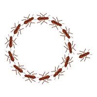Colony of ants following each other in circle formation vector