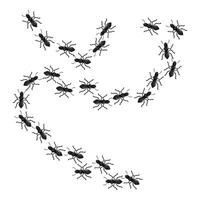 Black ants marching in a line on white background vector