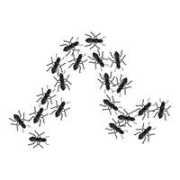 Colony of ants marching in a curved line formation vector