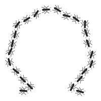 Black ants marching in a circle forming a frame vector