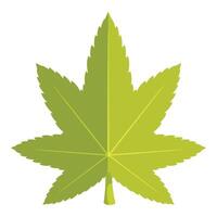 Green japanese maple leaf spreading its lobes vector