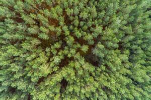 zenithal aerial view with drone over the treetops of a pine forest photo