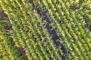 zenithal aerial drone view of a maize field photo