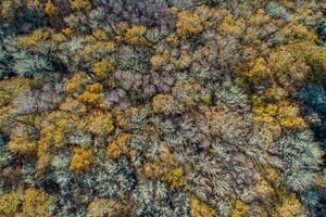 drone aerial view of mixed deciduous forest in autumn, nature background photo