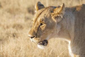 A closeup of a lioness' face while walking past the camera very close, Etosha National Park. photo