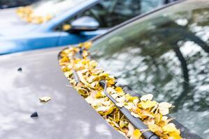 autumn leaves that fell on a wet car after the rain photo