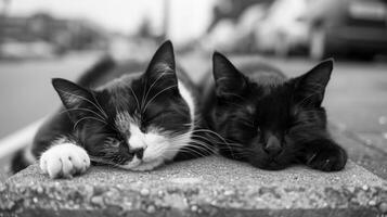 Close-up of two cats napping on a concrete block in a parking lot, highlighting their serene and relaxed expressions. photo