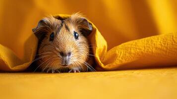 Guinea pig peeking out from under a yellow blanket, displaying a cute and inquisitive face with a cozy backdrop. photo