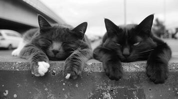 Two relaxed cats resting on a concrete ledge in a parking lot, with their eyes closed and paws outstretched. photo