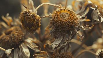 Dried flower daisies pattern which has withered or lacks water botanical background photo