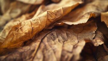 Dried tobacco leaves pattern which has withered or lacks water botanical background photo