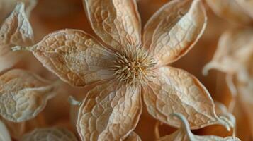 Dried white flower pattern which has withered or lacks water botanical background photo