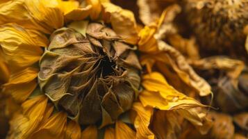 Dried sunflower pattern which has withered or lacks water botanical background photo