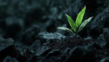 Tree shoots on coal rock replant conservation theme in mining field photo