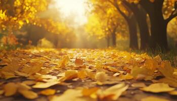 Yellow leaves maple falling to down covered soil in autumn nature background photo