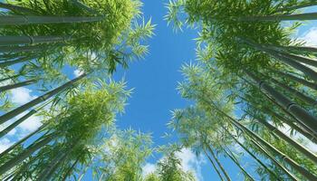 Tall plant bamboo green leaves nature with blue sky environment concept, bottom of view dark background photo