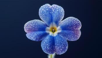 Forget me nots flower macro photo closeup foliage petal nature background