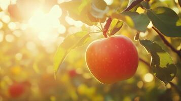 Red apple in tree with macro backlight bokeh background summer nature photo