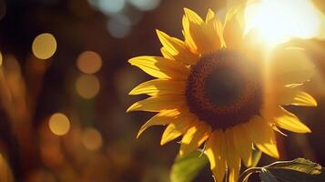 Sunflower macro photo backlight bokeh blurred leaves with nature gardening environmental