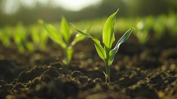 Young corn green leaves seedling sprout in farmland plantation agriculture theme photo
