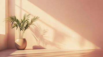 Peach wall cement blank with sun bright shadow from window and pot tree photo