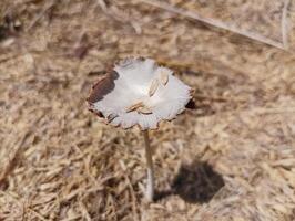Single White Mushroom with Brown Edges on Dried Grass photo