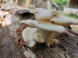 Cluster of White Mushrooms Growing on a Log photo
