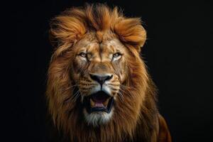 Lion roaring on black background photo