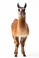 A llama standing in front of a white background photo