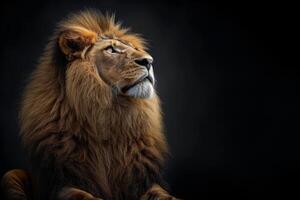 A lion sitting on a black background photo