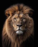 A lion is looking into the camera photo