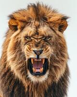 Lion roaring on white background photo
