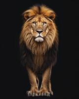 Lion standing on black background photo