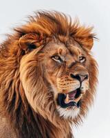 A lion is roaring in front of a white background photo