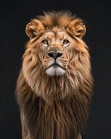 A lion is standing in front of a black background photo