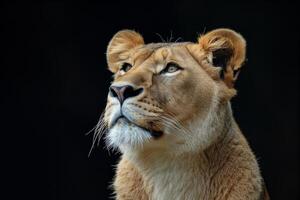 A lion is looking up at something photo