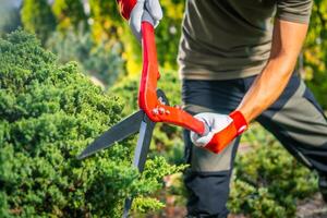 Gardener Trimming Shrubbery Using Hedge Shears in a Vibrant Garden During Daylight Hours photo
