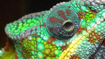 The graceful chameleon Chamaeleo gracilis, multi-colored chameleon in the stage of excitement in the terrarium video