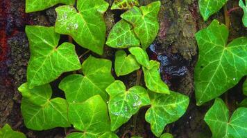 Curly green ivy on a cherry tree trunk with lichens, slider shot video