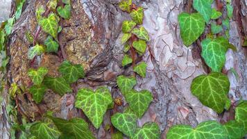 Curly green ivy on a pine tree trunk, slider shot video