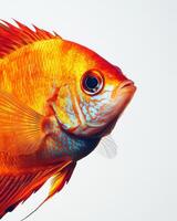 Mystic portrait of Discus Fish isolated with white background photo