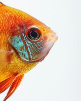 Mystic portrait of Discus Fish isolated with white background photo