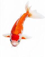 Koi fish isolated with white background photo