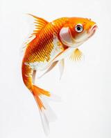 Koi fish isolated with white background photo